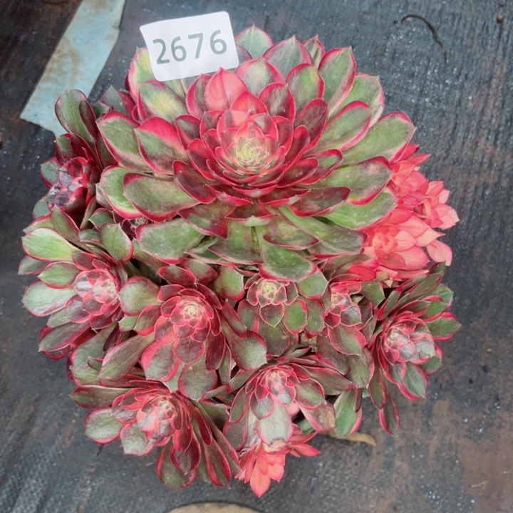 用***2黑魔锦特价多肉发货