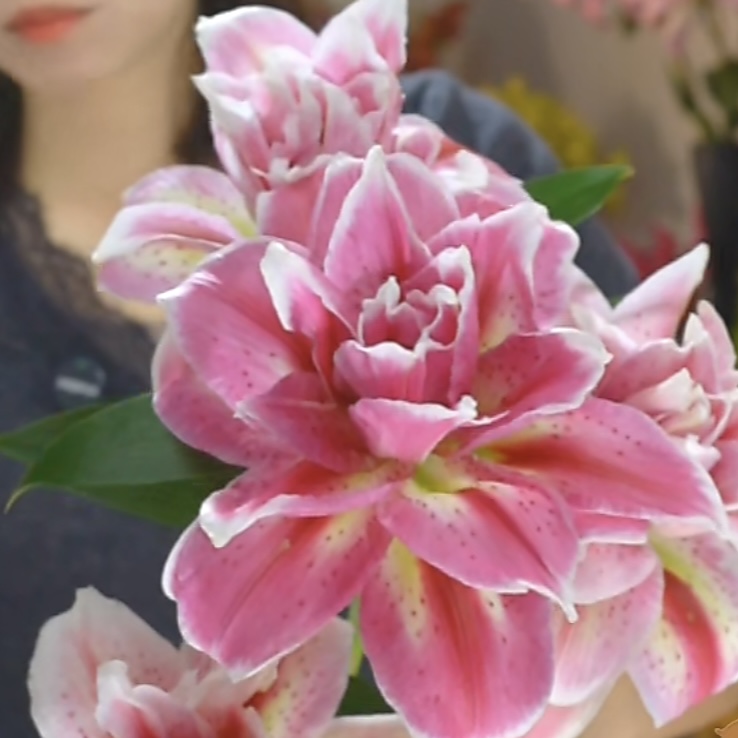 【新品S3】16/18四季种大花1个种球重瓣耐寒花香香水百合