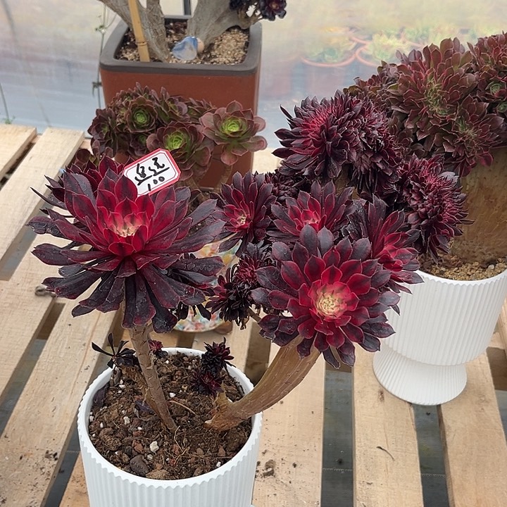 多肉追*红铜超白1234