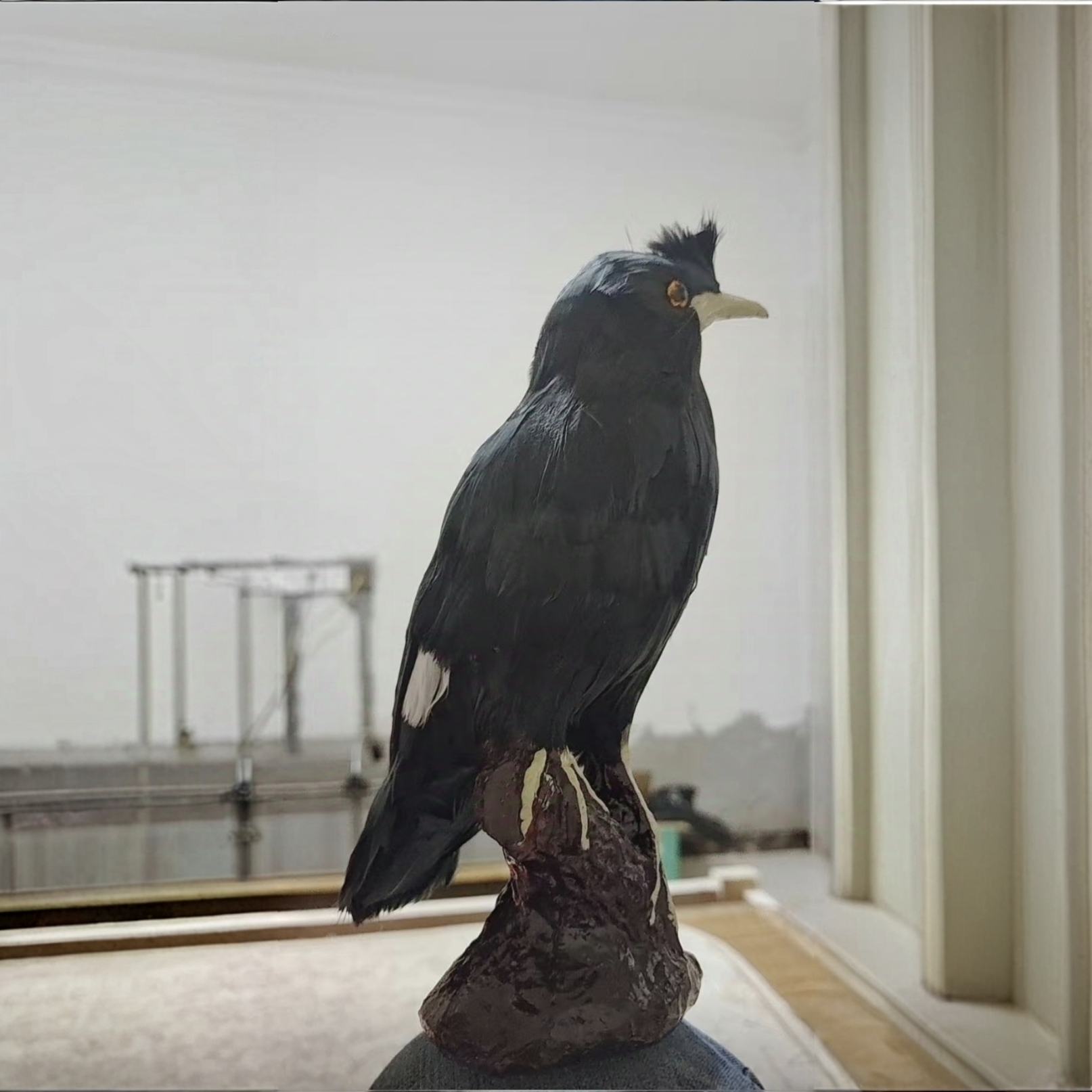 定制链接语言小天才黑八直播间挑选原物（下单前请阅读买家须知）