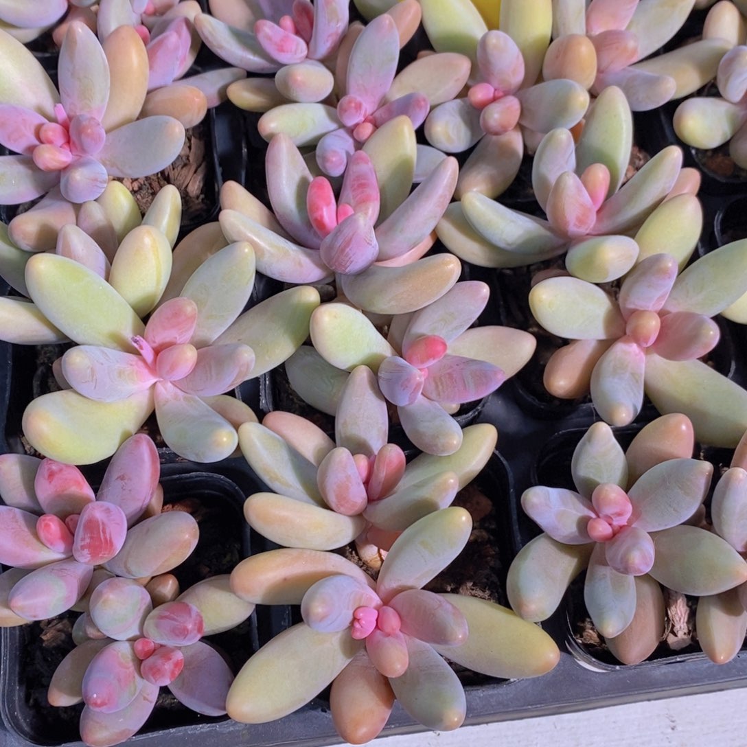 20-6-M老桩胖体红手指双头一个