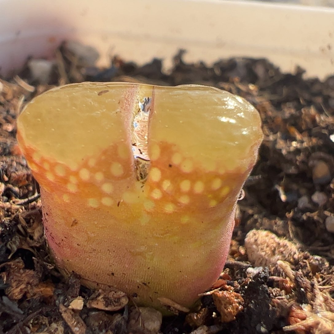 芭比多肉植物百科3