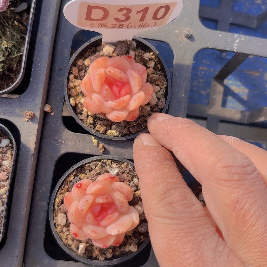 D310孔雀翎一物一拍