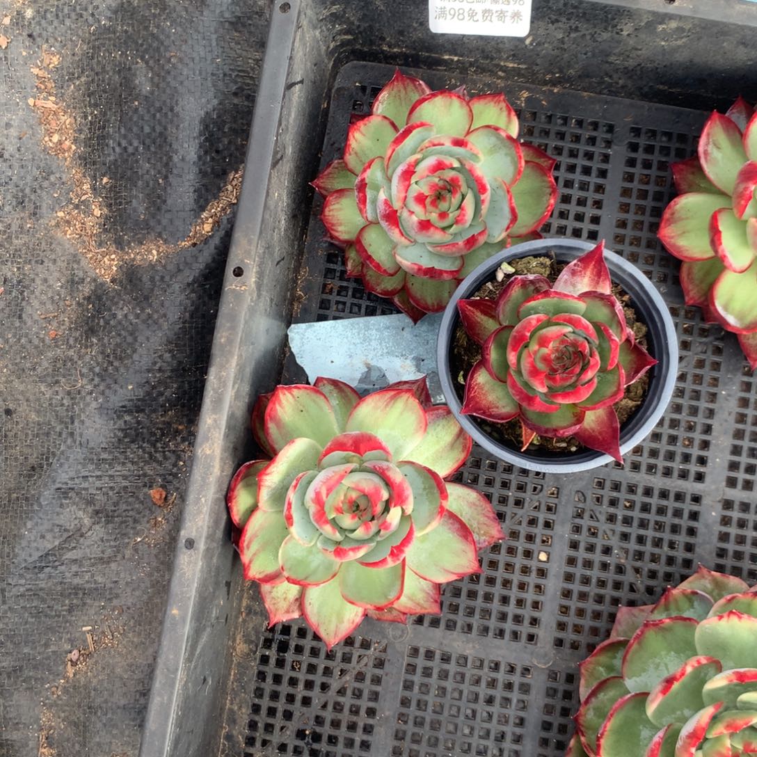 2246号多肉植物惊鸿2送1