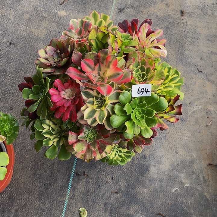 定***6架接0000000000694号