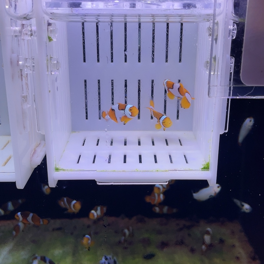 海水鱼3条精品毕加索