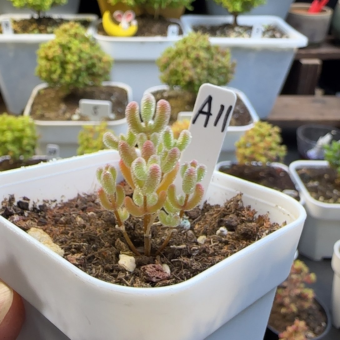 实生粉冰晶枝干番杏