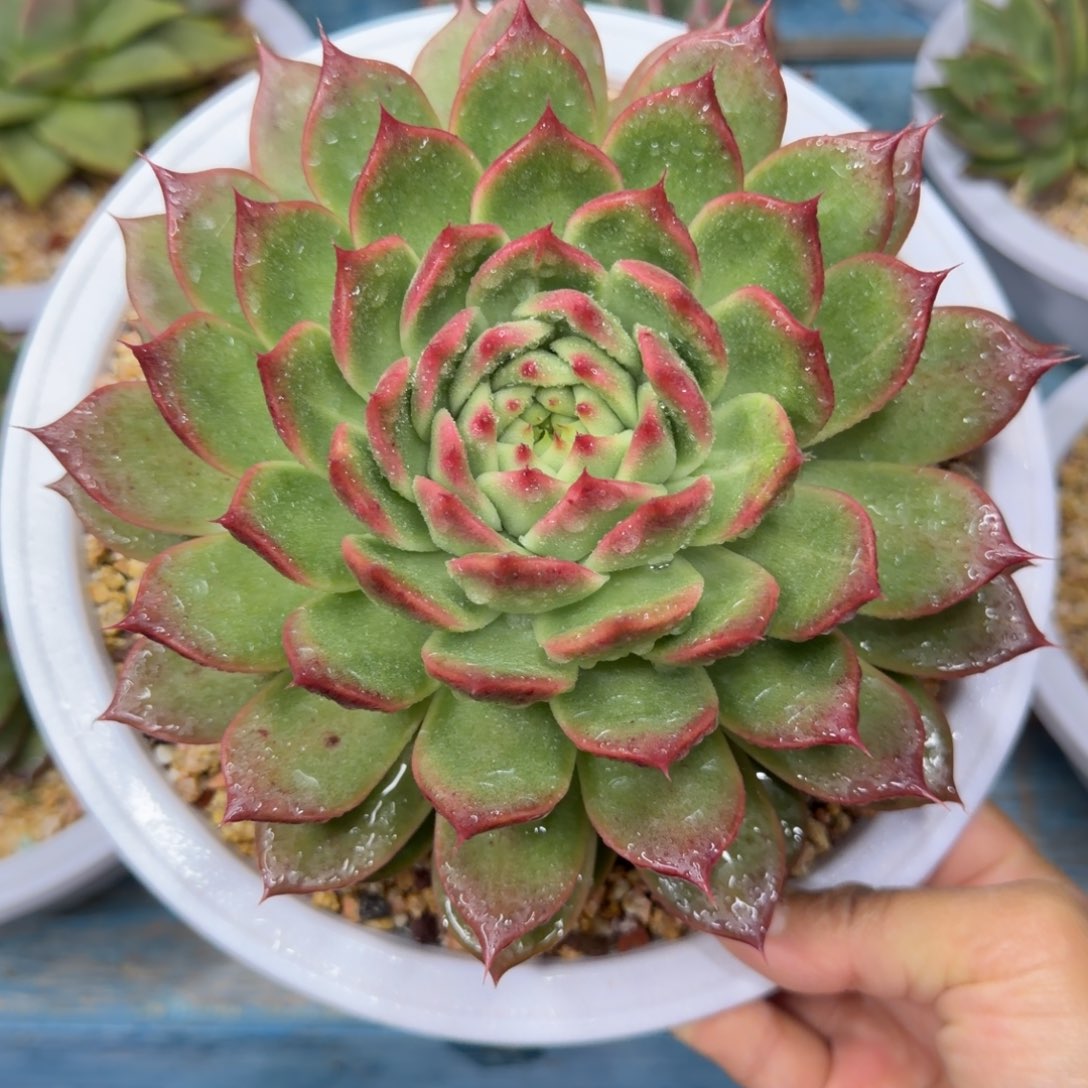 东云杂9，38包邮一物一拍