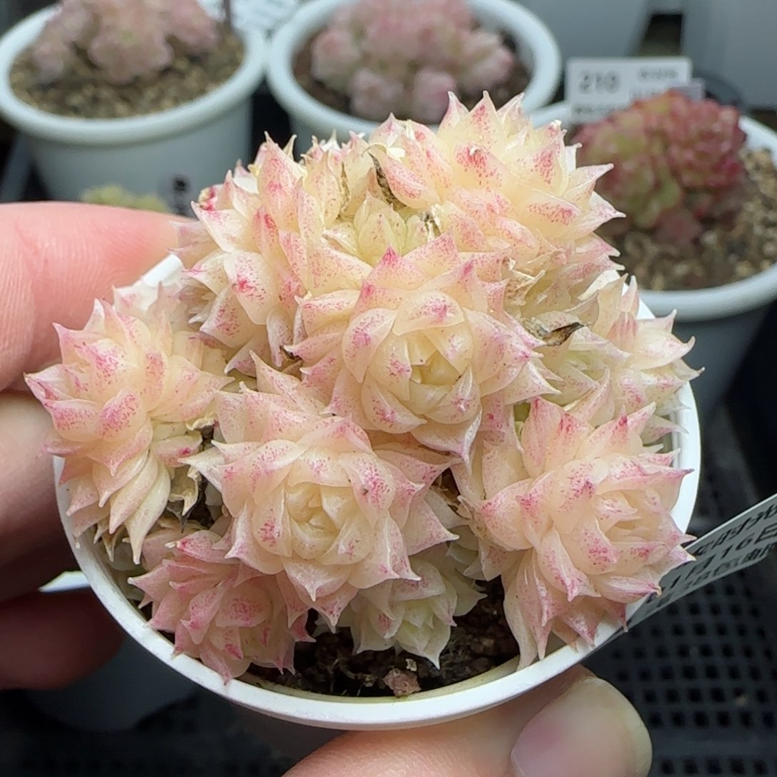 0116-213小脸麦秆