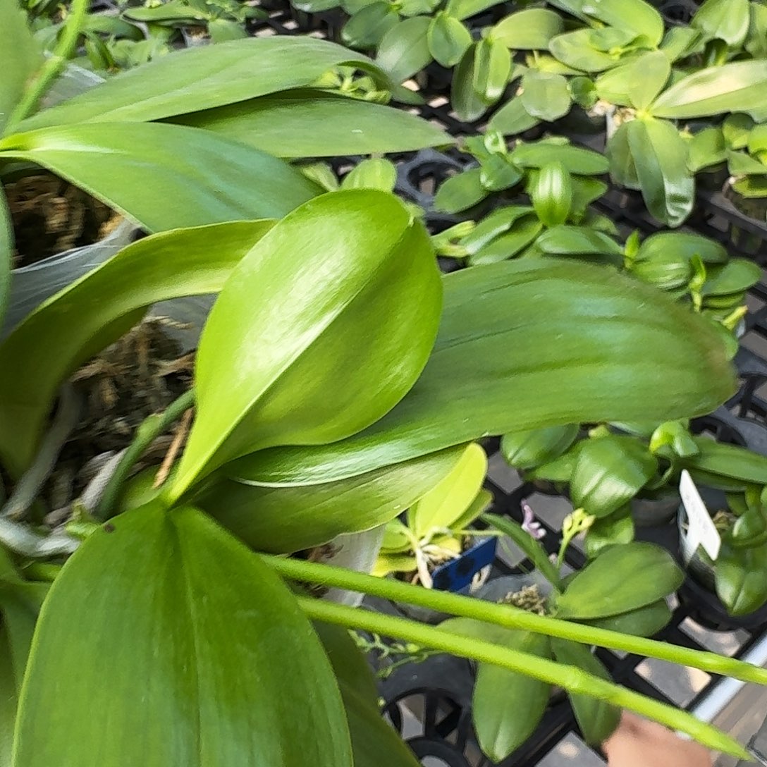 无花朵蓝盾2.5 清货