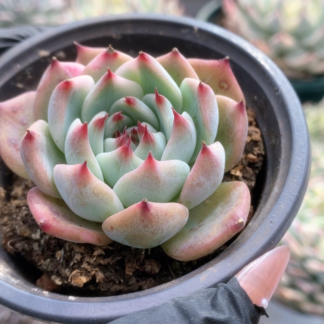 161锦锦锦锦锦锦锦锦