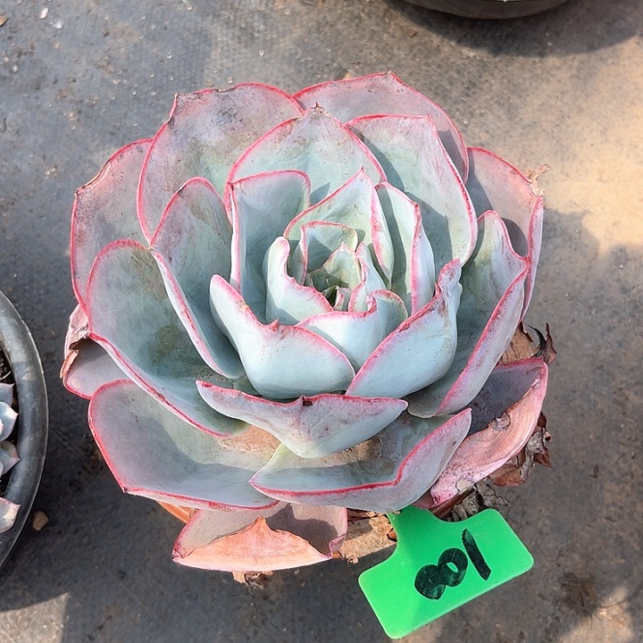 晨语多肉，一物一拍，肯尼迪