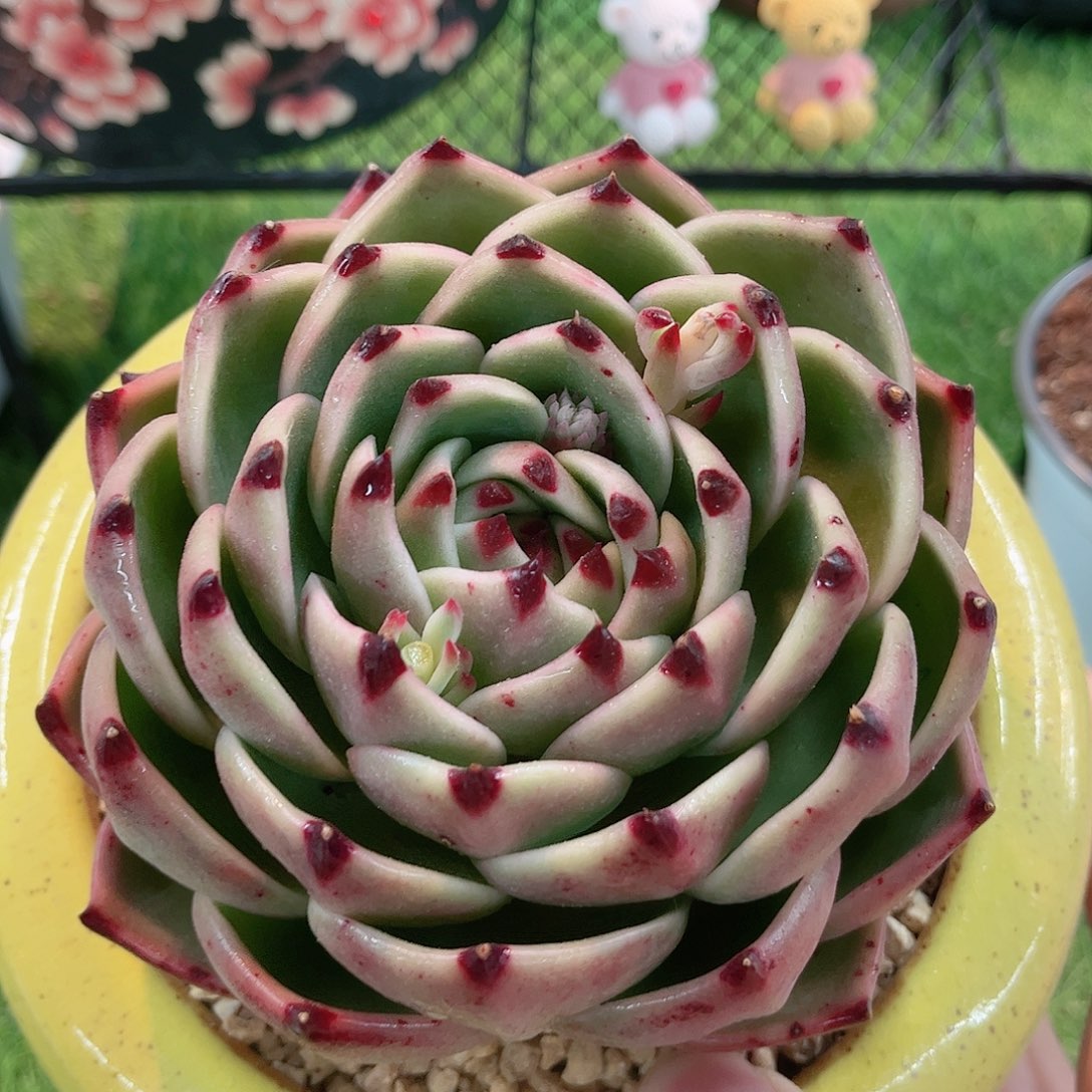 韩版超级蓝龙多肉