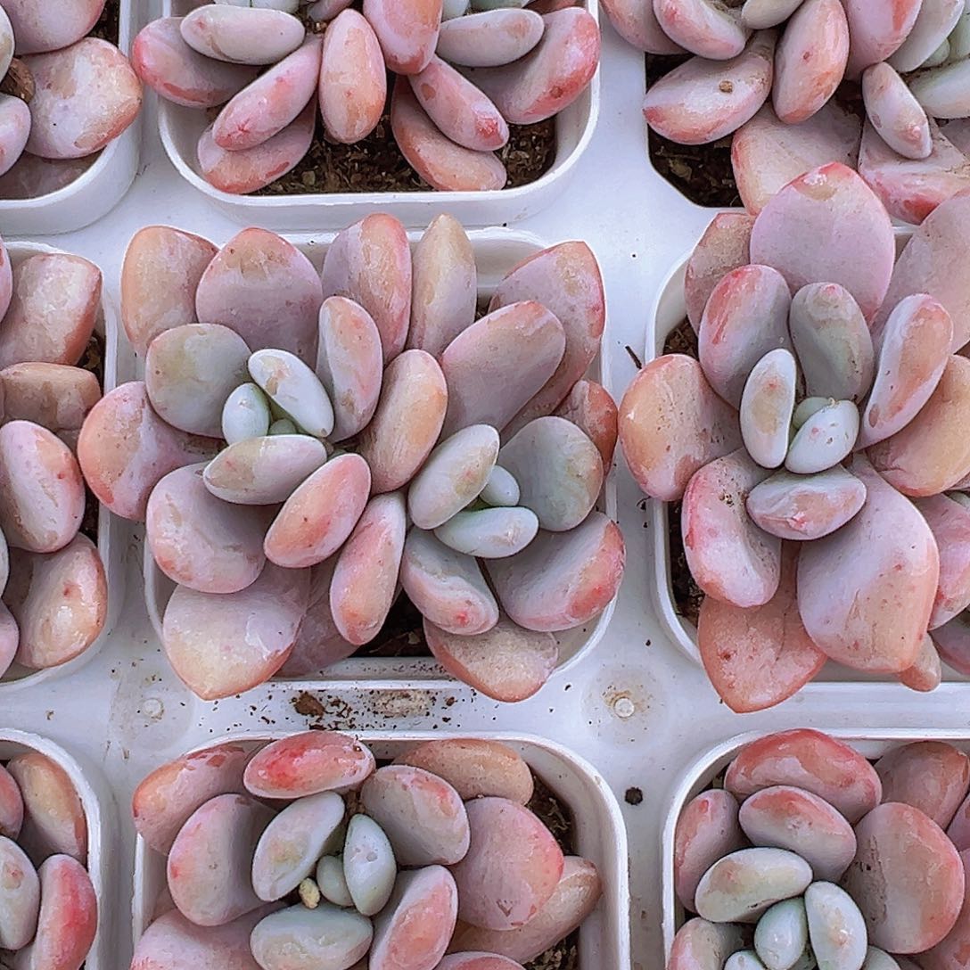 双头粉兔19包邮多肉