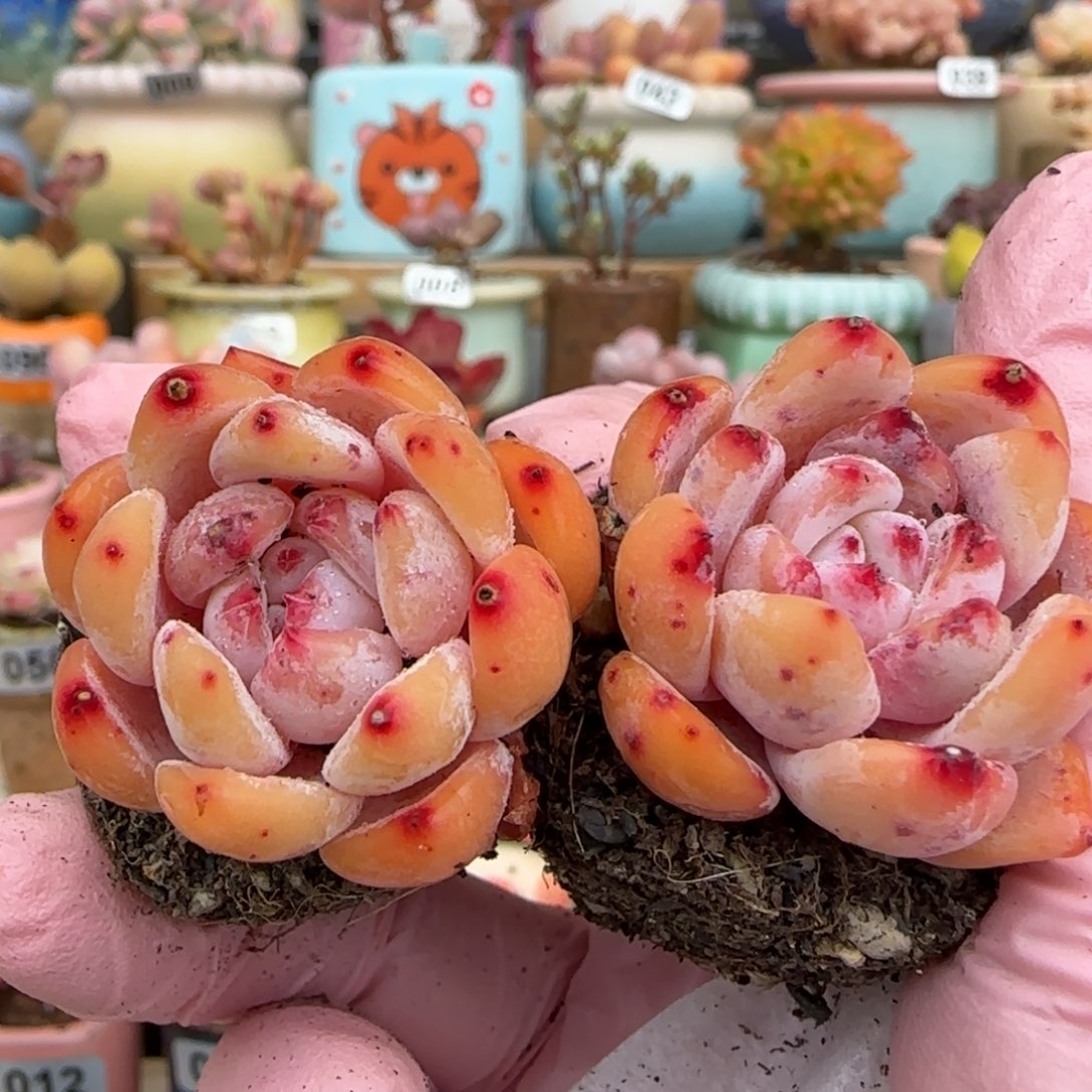 优选两颗糖心雪天使