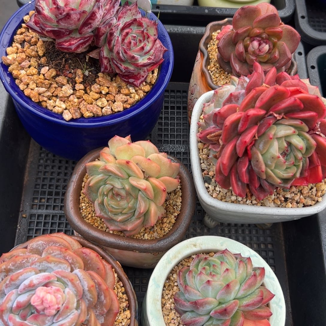 从前慢花园多肉编号1223-2