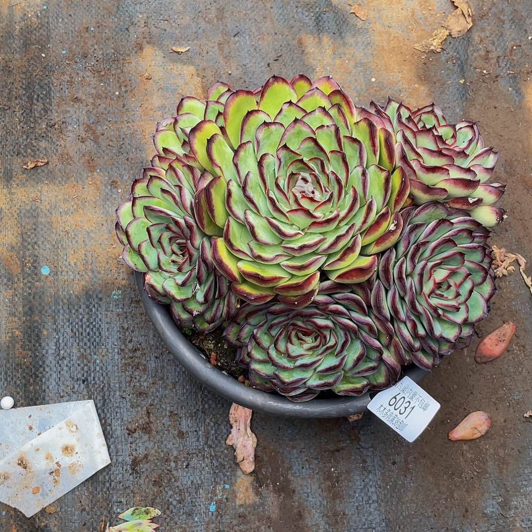 拒****猪6031肉酱玫瑰