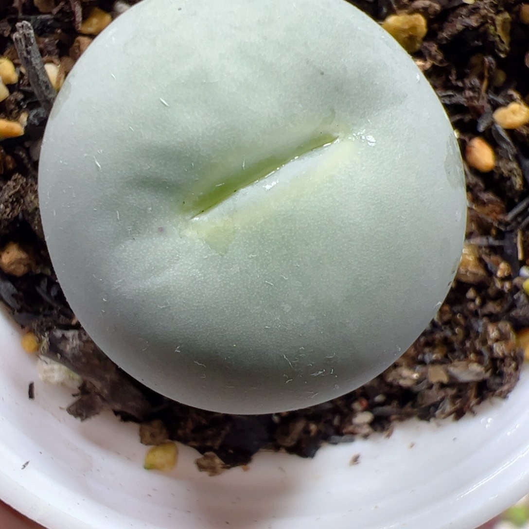 【闪购商品】302 鸽子蛋