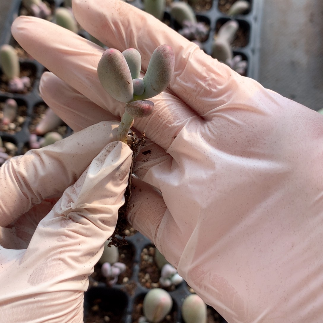 米可奶酪多肉米可奶