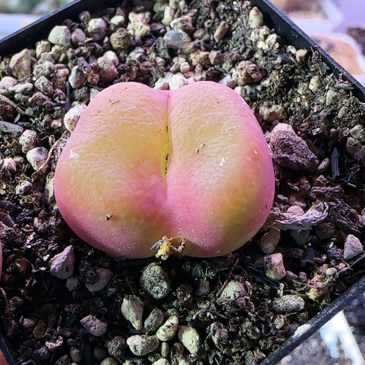 【闪购商品】蟠桃八年母本12345