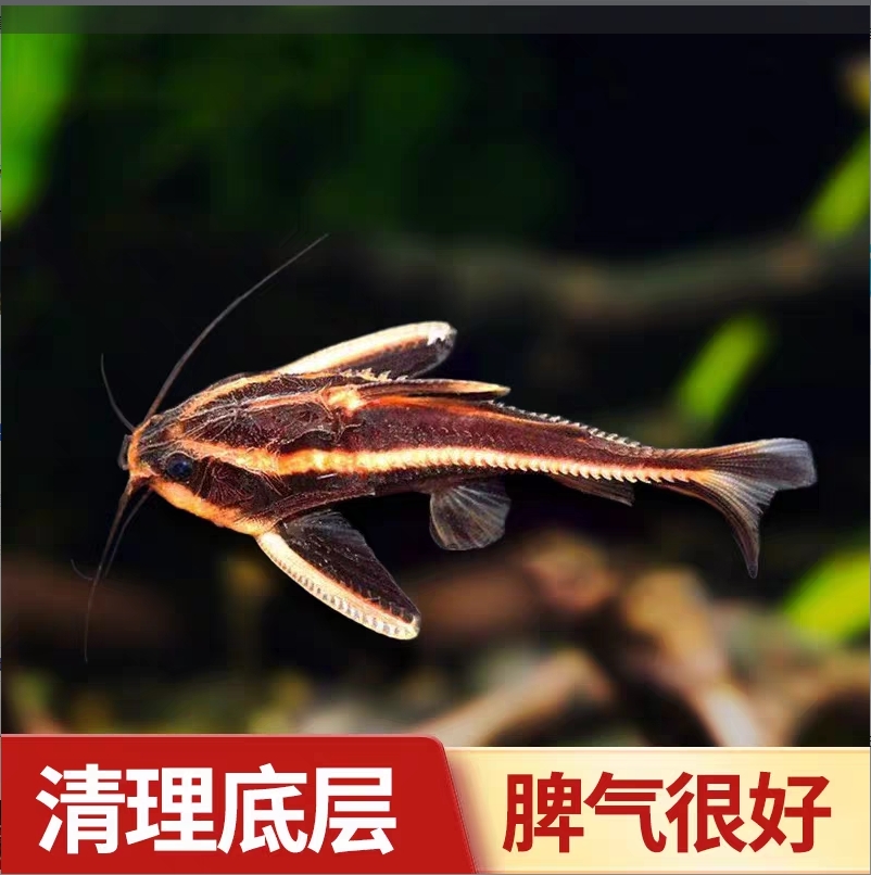 笑猫鼠3厘米左右