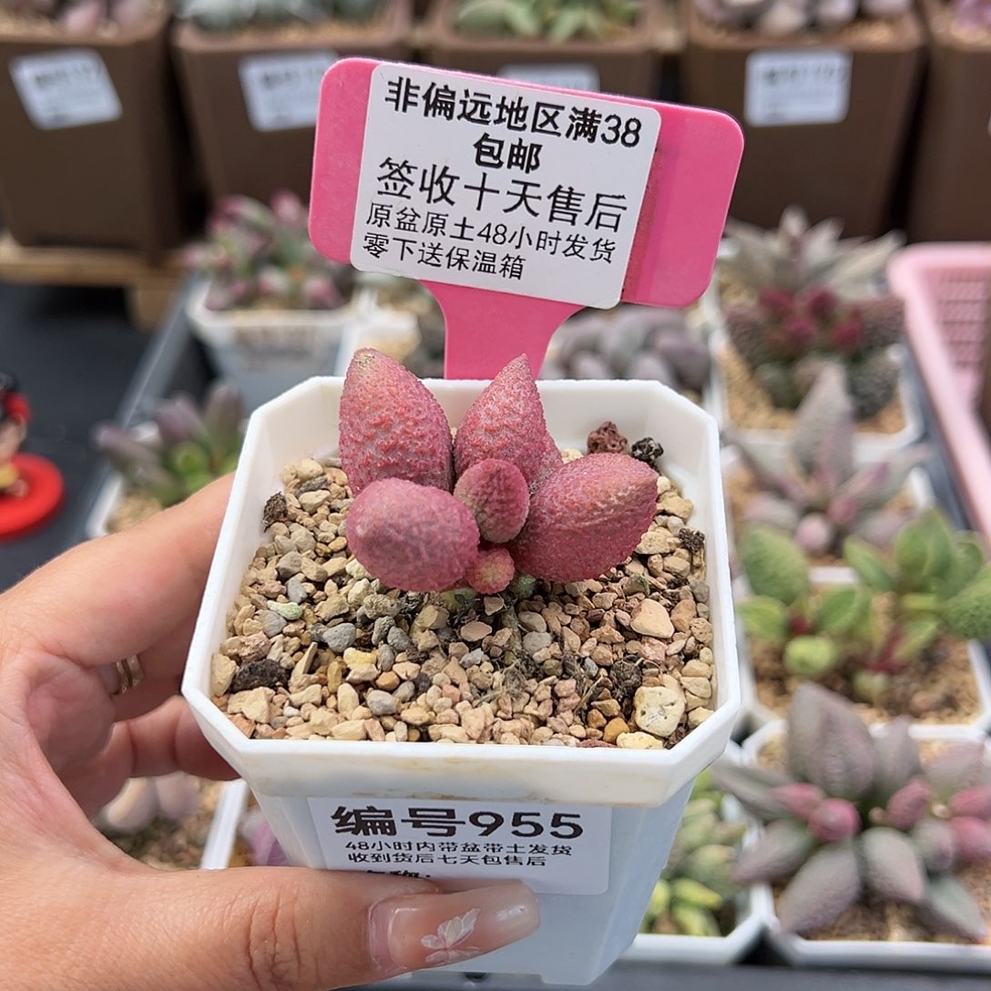955糖果多肉植物