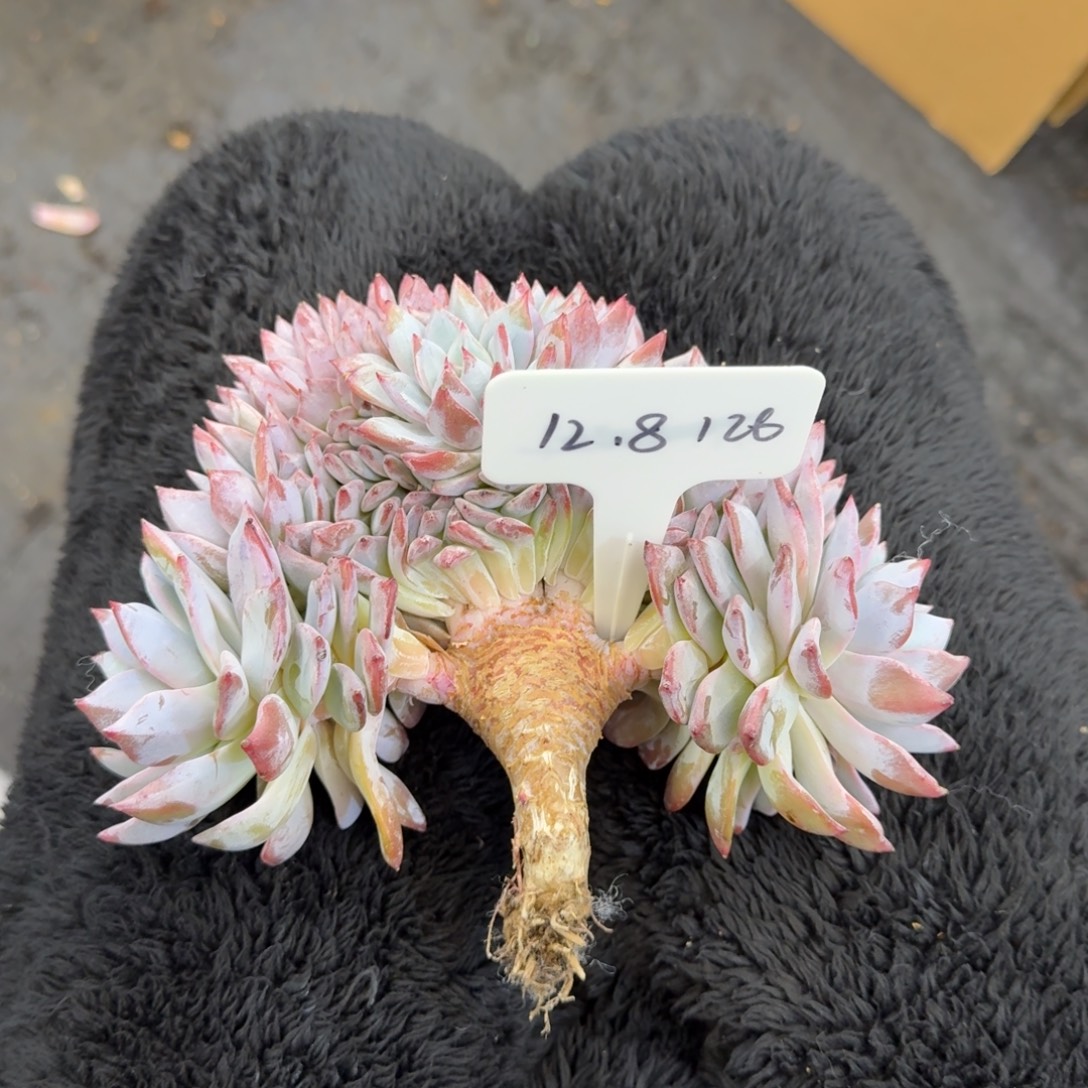 T***u一物一拍粉蓝鸟缀化126