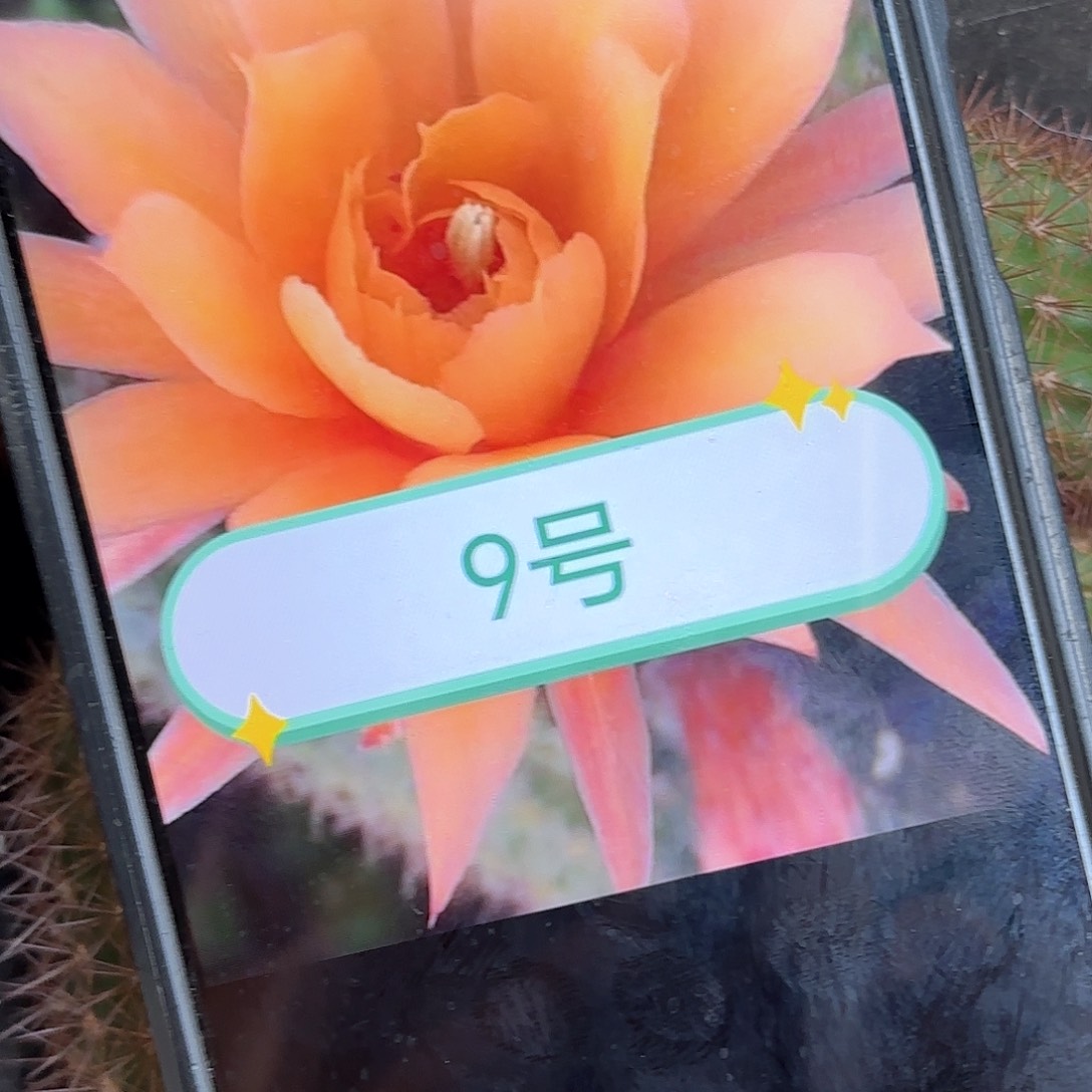 金妞9号20包邮侧牙仙人球5