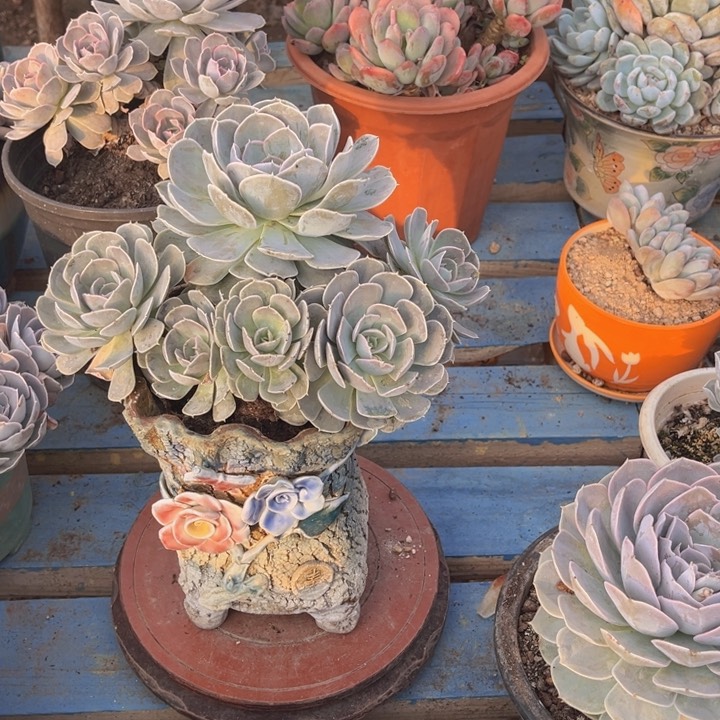 圣卡洛斯高桩大群冠服25左右