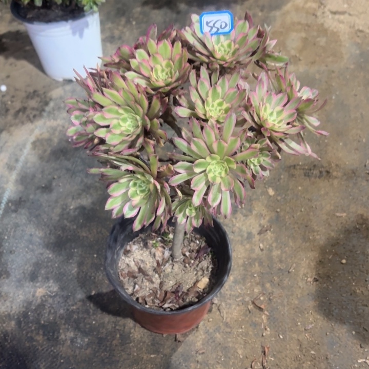 嫁接款变异不知名550