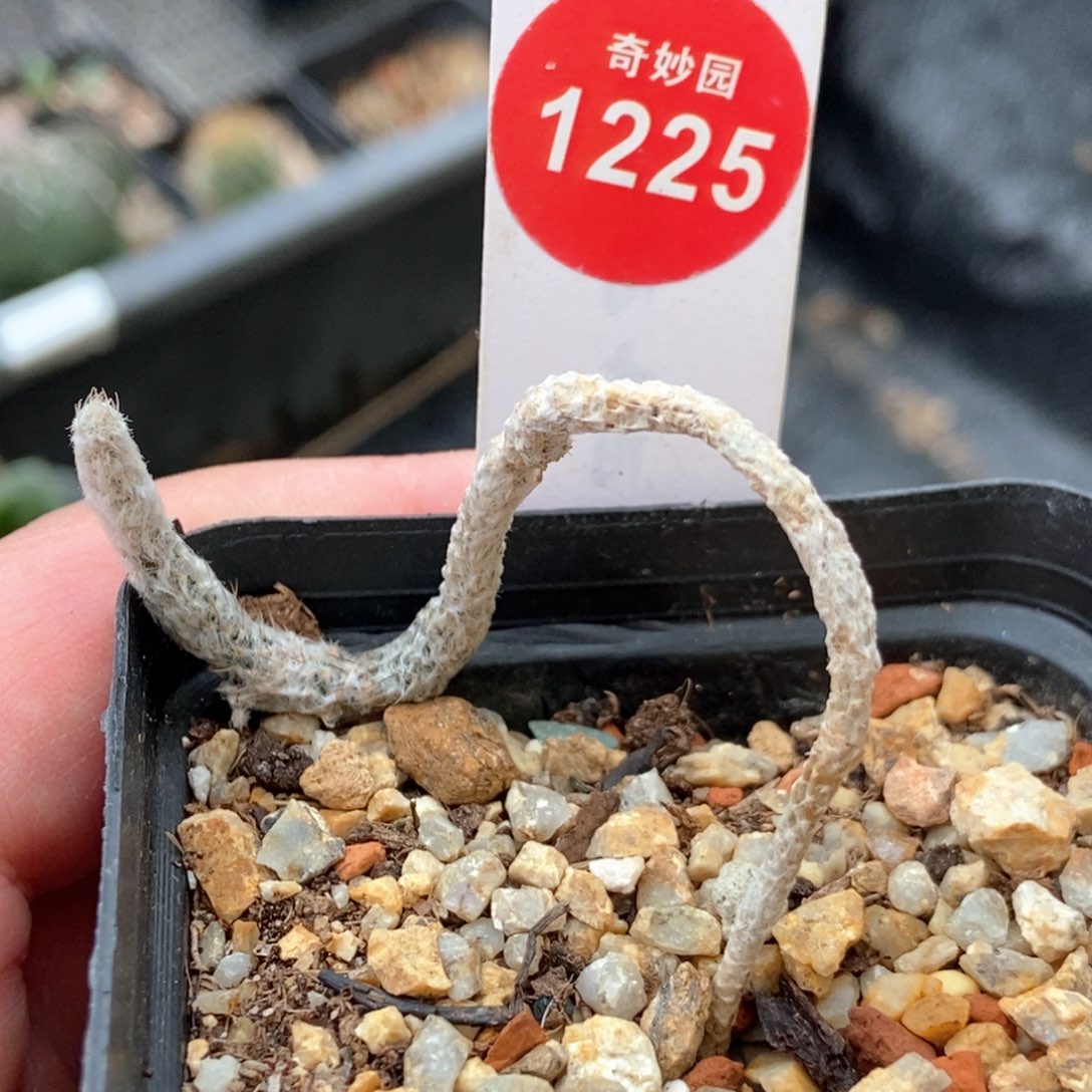 五年半武辉丸一颗一棵仙人球