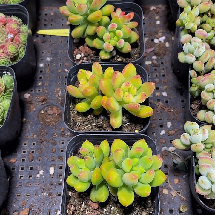 双头春萌带盆土发