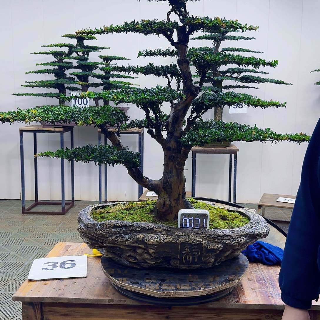 无花朵珍珠红芽罗汉松造型盆景