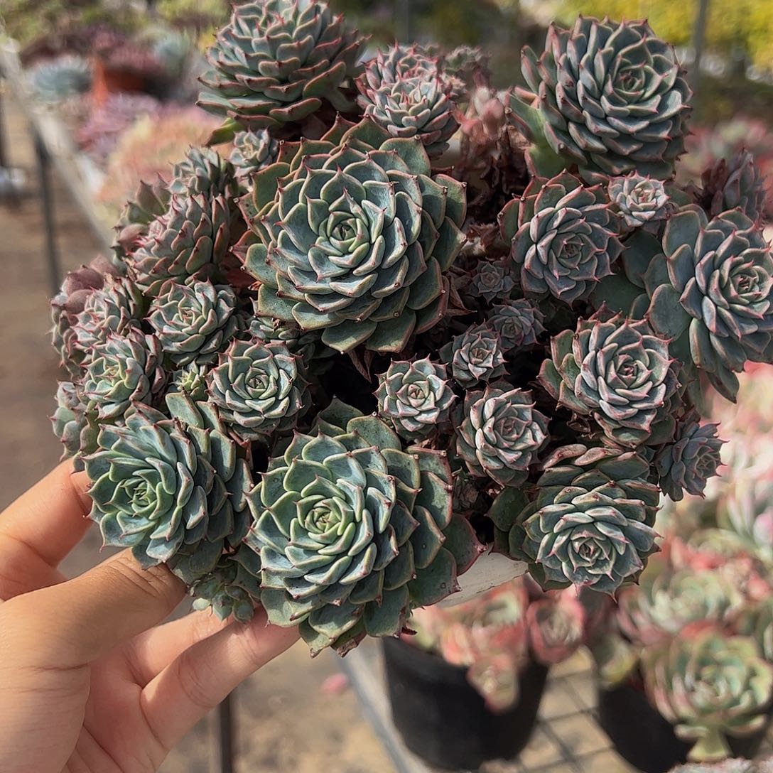 海滨格瑞带盆土精品特价
