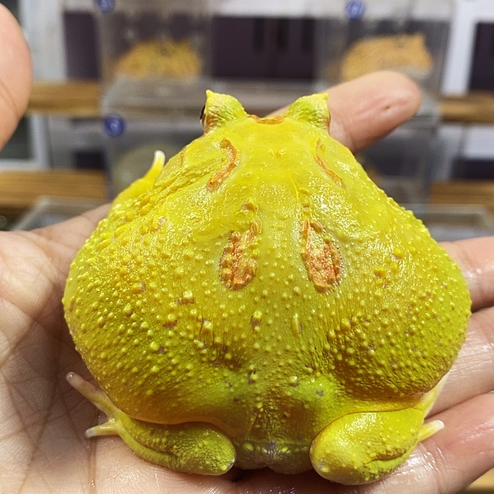 能***下角蛙527号大皮卡丘角蛙