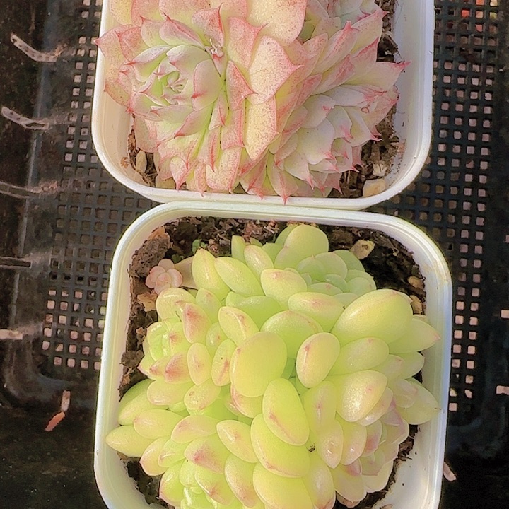 花时光精品多肉03