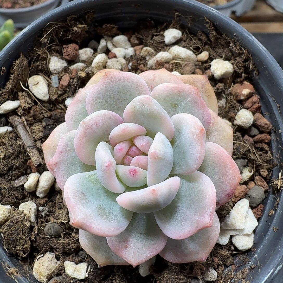 青***驴 小方花圃一物一拍