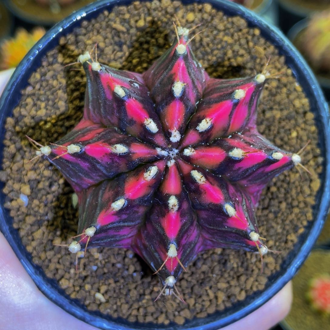 米哈星球000000000006622