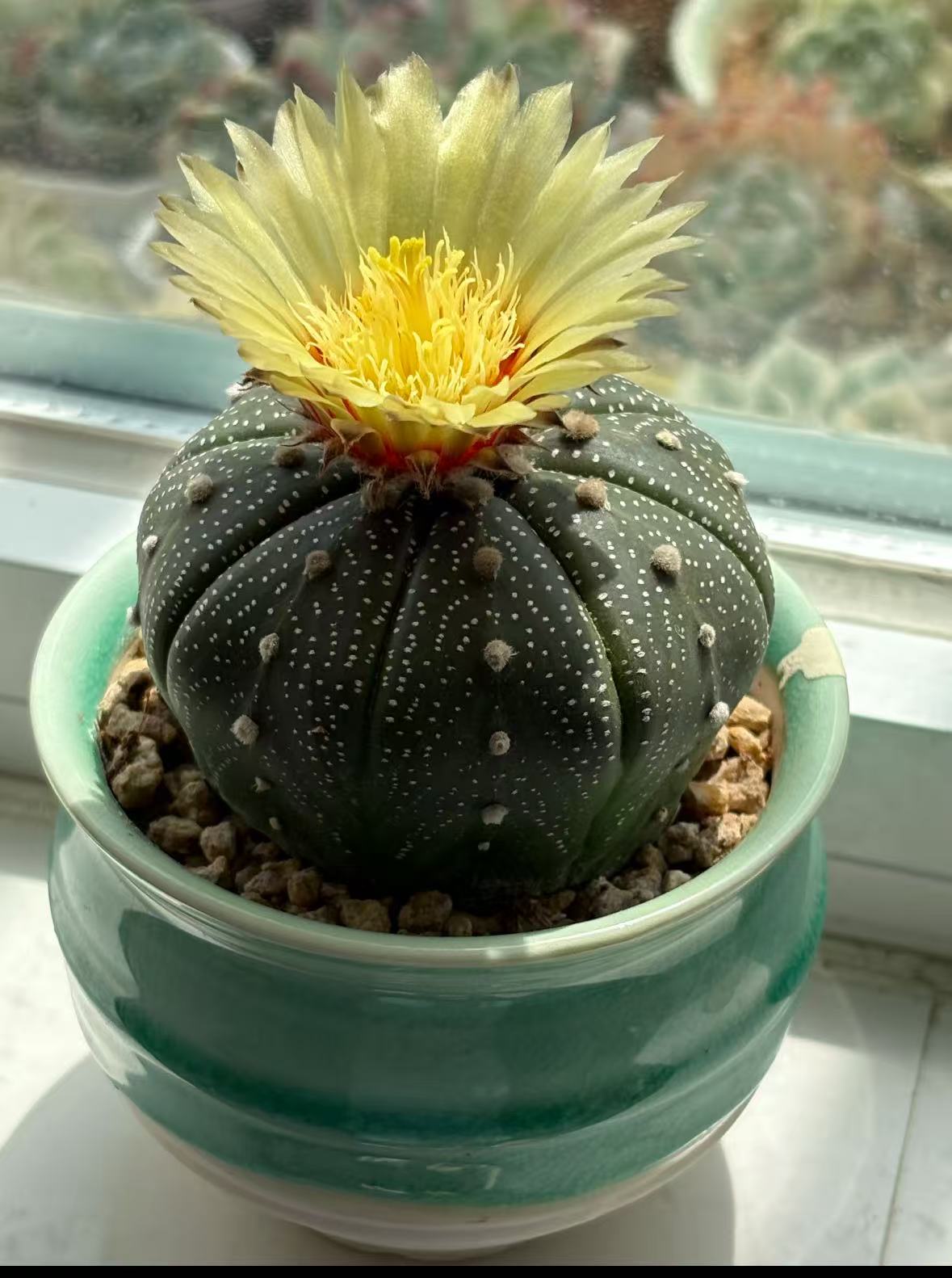 5颗 实生根 4-6cm 星兜 品种不指定
