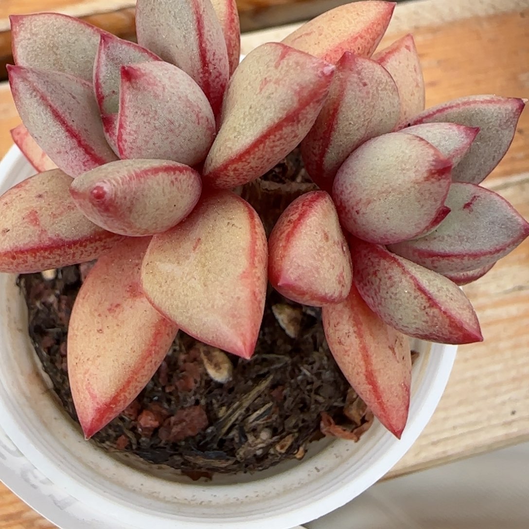 尔*.花语逸镜0205-561