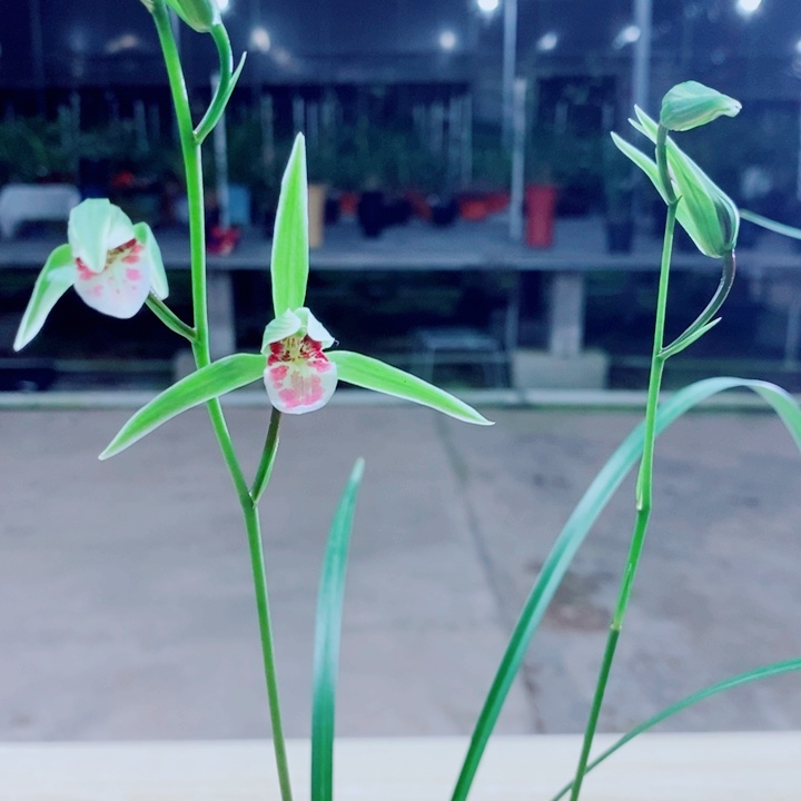 费***r完全开放2苗带花细叶寒兰彩