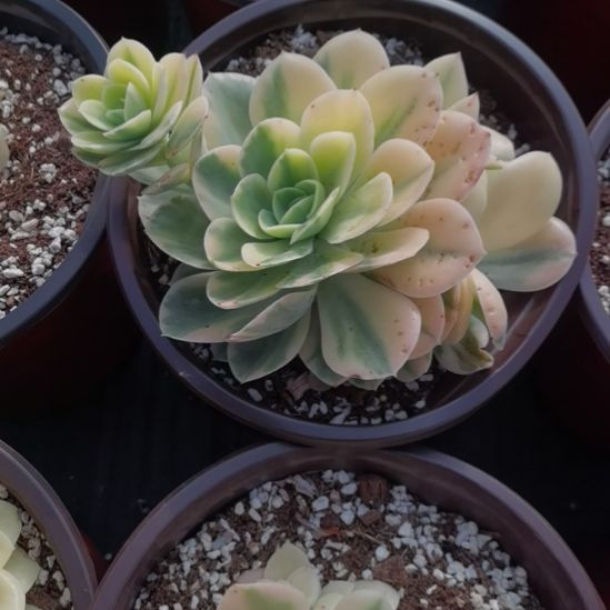 星娜塔白覆轮锦群（刚长毛根）