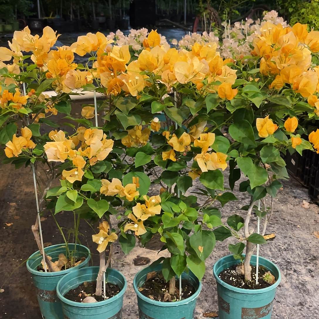 无花朵金色光辉带竹一颗