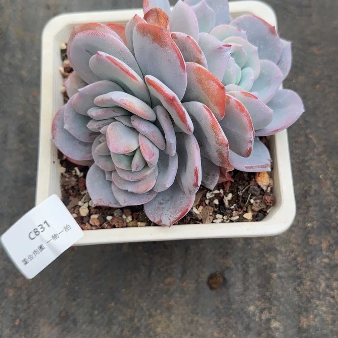 @***朱C831双头分心奶茶     