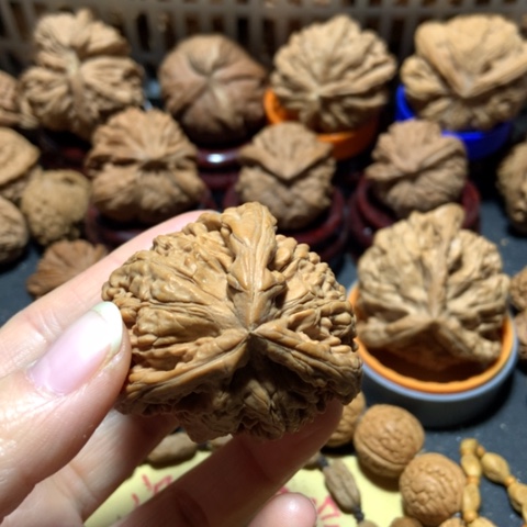 核桃忠**渝官帽三棱单只一个