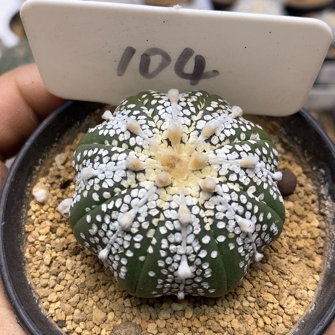 奇迹福利特价款福利