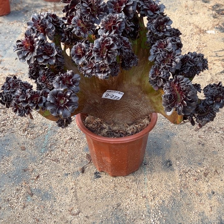 277 欧紫缀宽38 公分带裂