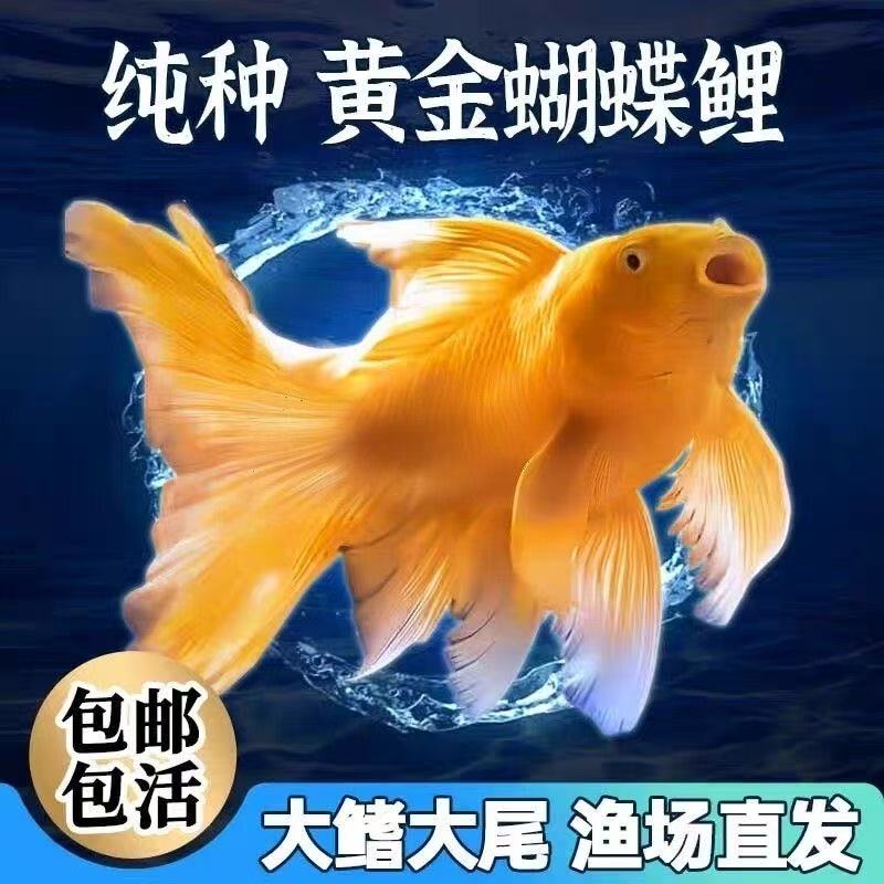 纯种金黄色短球体长尾蝴蝶鲤冷水观赏鱼苗好养包邮混养繁殖