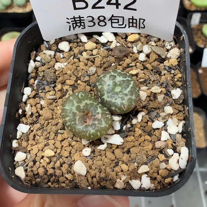 蜻***呱专拍 泡泡安贞 带盆发