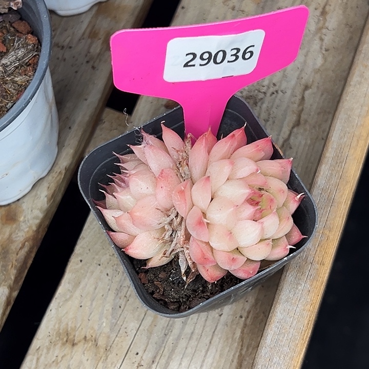 糖心。    29036号。  